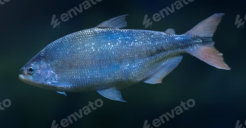 Preview: Piraputanga (Brycon hilarii) - Freshwater Fish