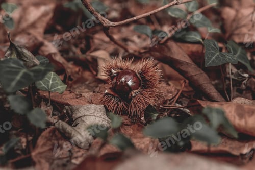 Preview: Closeup shot of Sweet Chestnut fruit on the ground of leaves