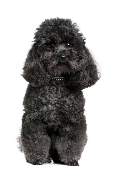 Preview: toy poodle (4 yeras old)