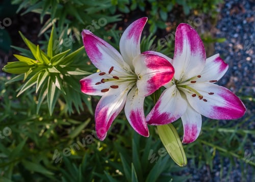 Preview: A Closeup Shot Of Pink And White Lilies.