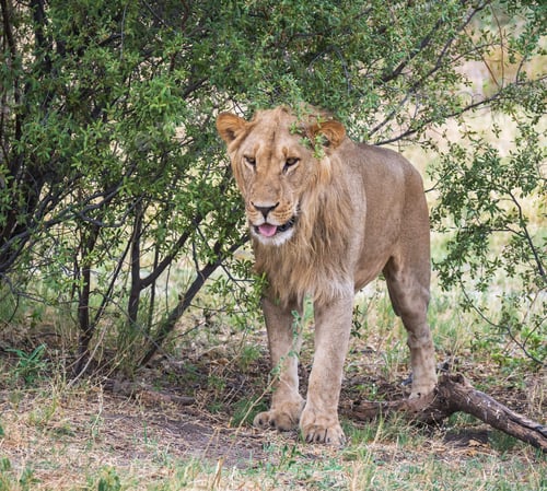 Preview: A Magical Botswana Wildlife pictures