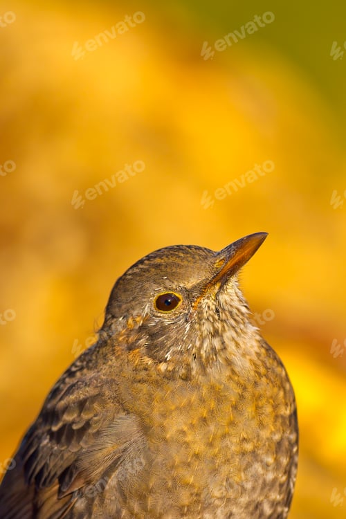 Preview: Blackbird, Mediterranean Forest, Spain