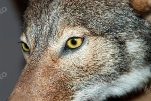 Preview: wolf, eye, head, face, wilderness