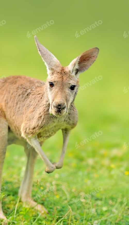Preview: Young Kangaroo at a meadow