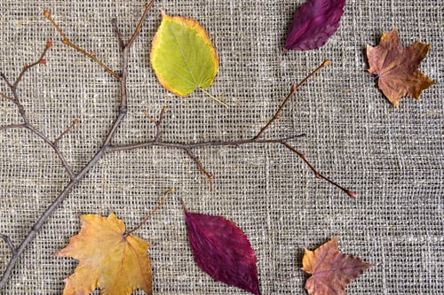 Preview: Twisting branch of tree without leaves and different dry leaves on gray burlap. Autumn composition