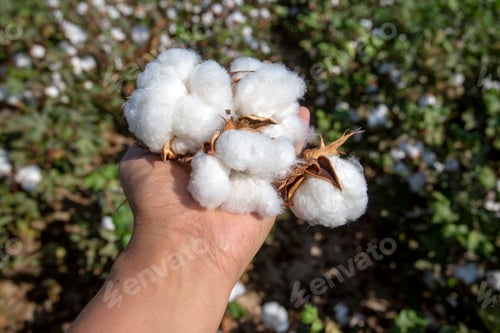 Preview: Cotton field agriculture (Turkey Izmir Foca)