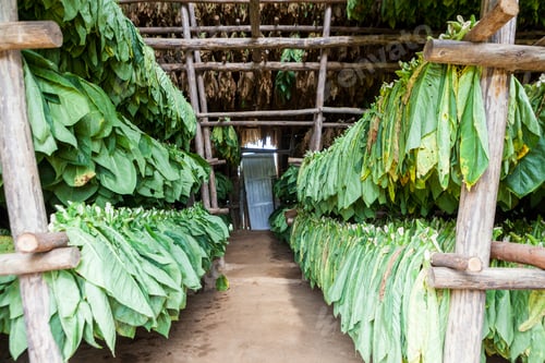 Visualização: Linda foto de folhas de tabaco no mercado cubano local