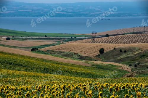 Preview: Sunflower field, Trakya / Turkey. Nature agriculture view.