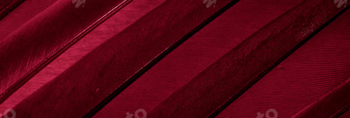 Preview: red feather pigeon macro photo. texture or background