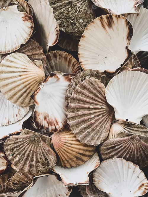 Preview: Scallops shell background and texture