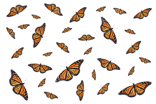 Preview: Multiple monarch butterflies pattern isolated on white background