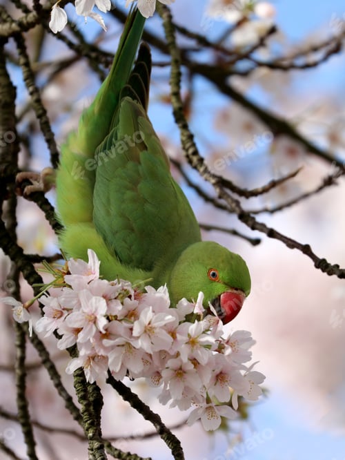 Preview: Rose-ringed parakeet