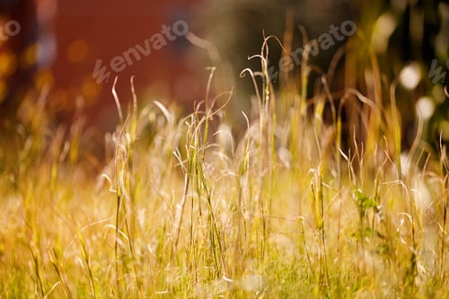 Preview: Nature green grass with bokeh background.