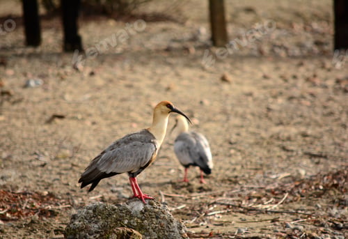 Preview: Birds stand on a rocky outcropping in the forest