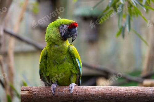 Preview: Green parrot stand on the tree