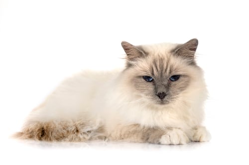 Preview: birman cat in studio