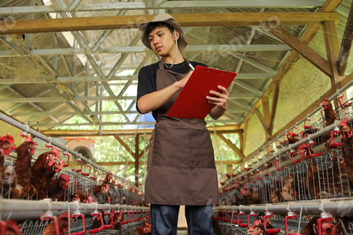 Preview: Diligent Farmer Inspecting Poultry, Ensuring Ethical Animal Welfare Standards