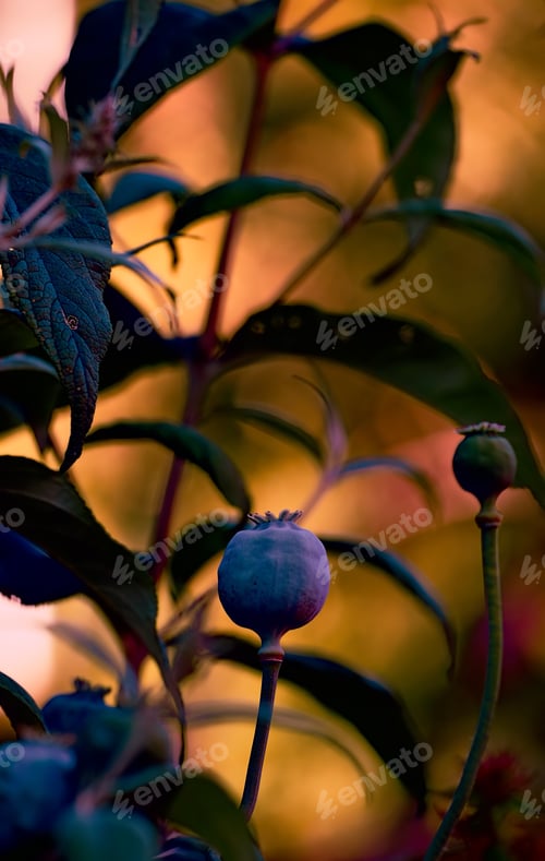 Vista previa: Natures beauty. The garden in autumn.