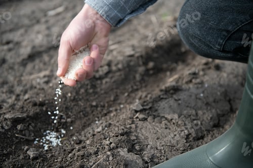 Preview: Farmer's hand planting seed in soil