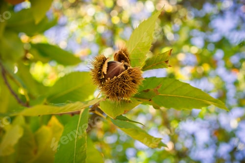 Preview: Close up of Sweet chestnuts (Castanea Sativa) seeds in the protective spiky shells