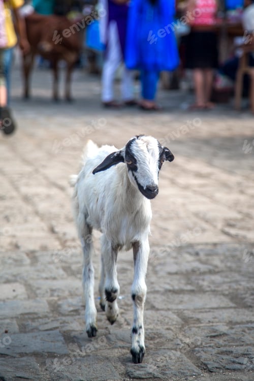 Preview: Elephanta Island, Mumbai, India