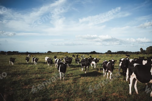 Preview: herd of dairy cows quietly grazing on a large green flat meadow with lots of grass near the forest