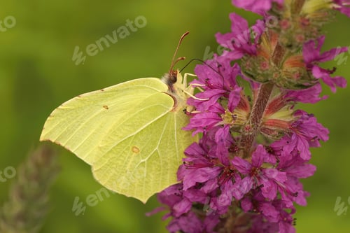 Preview: Closeup on the brimstone butterfly , Gonepteryx rhamni sipping nectar from a purple flower