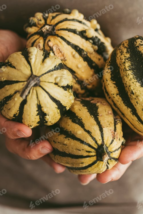 Preview: Close up of woman hands holding a lot of little pumpkins in autumn. October concept