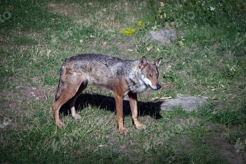 Preview: Canis lupus italicus (subspecies of the gray wolf, Canis lupus).
