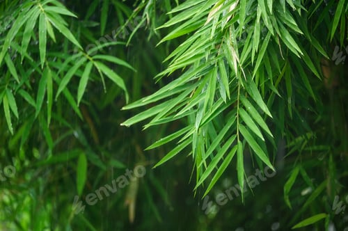 Preview: Green bamboo leaves with raining