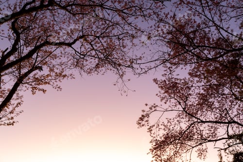 Preview: Closeup of Wild Himalayan Cherry (Prunus cerasoides) or thai sakura flower
