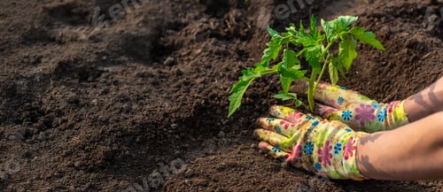 Preview: planting tomatoes in the garden. Selective focus.