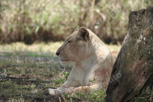 Preview: the white lion is relaxing in its natural habitat in the jungle