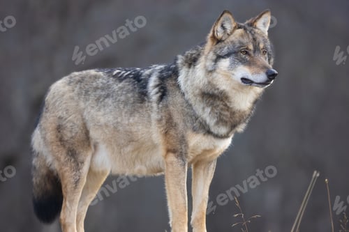 Preview: Close-up of large male grey wolf standing on a rock in the forest