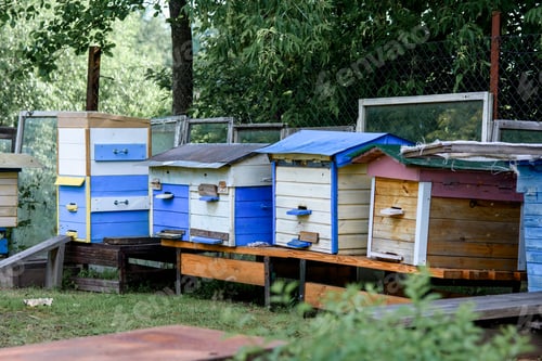 Preview: Hives in the apiary with bees flying to the landing sites, Frames of the bee hive. The beekeeper ins