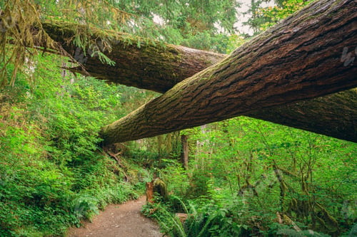 Preview: Hall of Mosses in the Hoh Rainforest of Olympic National Park