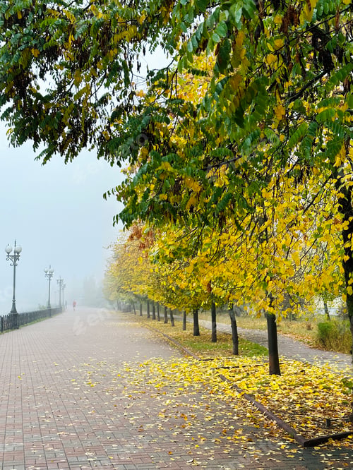 Preview: Autumn city street , green and yellow trees and fog