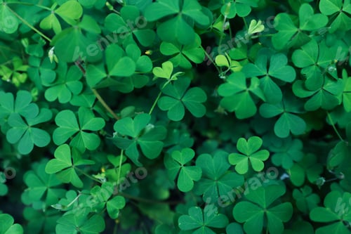 Preview: Beautiful clover leaves outdoors, top view. St. Patrick's Day symbol