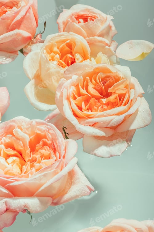 Preview: Buds of soft pink peony roses float in the water
