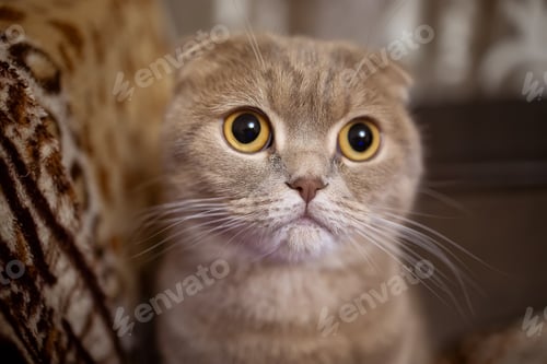 Preview: close-up of the lop-eared cat's eyes in yellow
