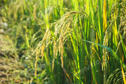 Preview: close up ear of rice in paddy field or rice field