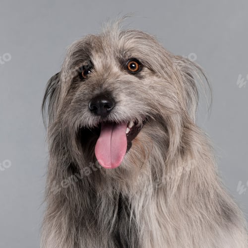 Preview: Pyrenean Shepherd (18 months old), Irish Setter (5 years old)