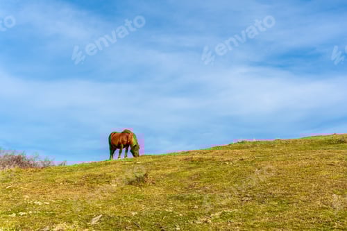 Preview: Peaceful Horse Grazing on Grassy Hillside Under Blue Sky