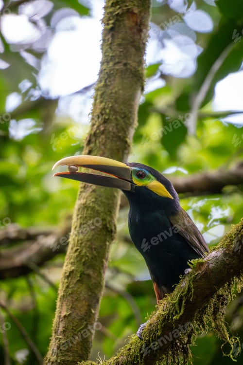 Preview: Toucan in Tropical Forest