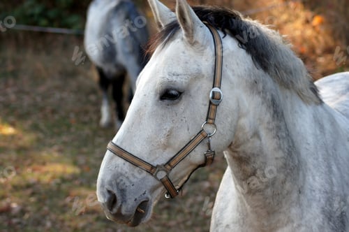Preview: Closeup shot of a beautiful white horse in a field