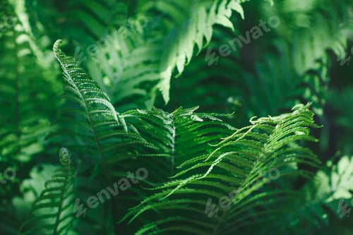 Vista previa: Macro photography of a fern in a tropical forest. Nature background.