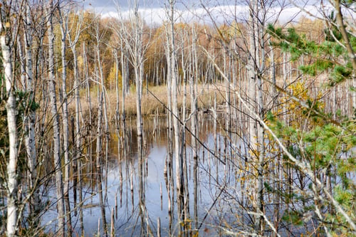 Preview: A swamp with dry dead trees, logs, and flowering cattails. Environmental problems
