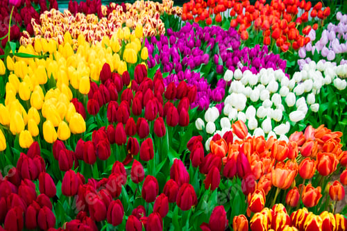 Preview: Fresh spring tulips on flower field. Tulip Festival. Easter flowers.