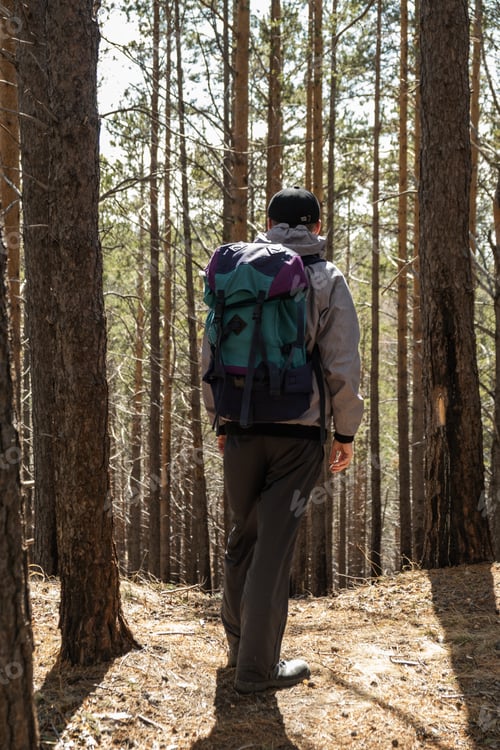 Preview: Hiker traveler with a backpack in a pine forest.