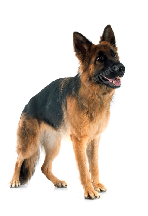 Preview: german shepherd